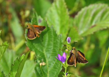 Southern Broken-Dash male and female